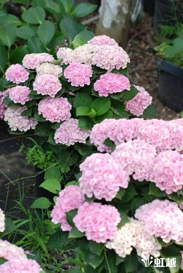 魔幻翡翠知识,哪里的翡翠比较好-第9张图片-翡翠网 魔幻翡翠知识,哪里的翡翠比较好-第9张图片-翡翠网