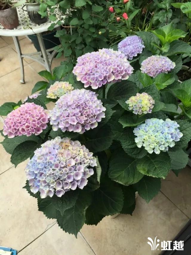 魔幻翡翠知识,哪里的翡翠比较好-第10张图片-翡翠网 魔幻翡翠知识,哪里的翡翠比较好-第10张图片-翡翠网