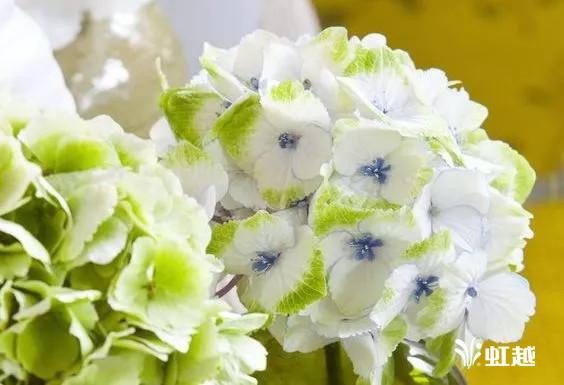 魔幻翡翠知识,哪里的翡翠比较好-第12张图片-翡翠网 魔幻翡翠知识,哪里的翡翠比较好-第12张图片-翡翠网