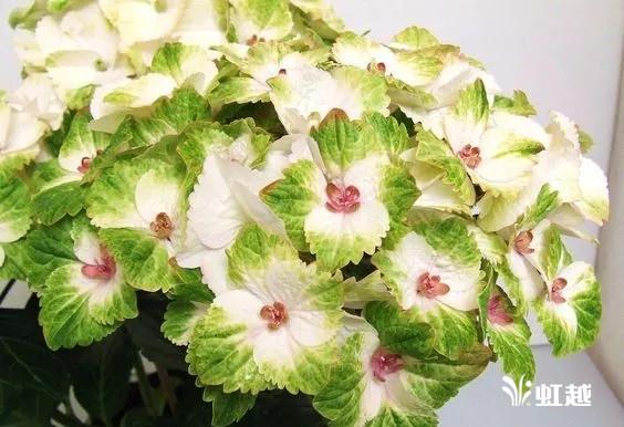 魔幻翡翠知识,哪里的翡翠比较好-第13张图片-翡翠网 魔幻翡翠知识,哪里的翡翠比较好-第13张图片-翡翠网