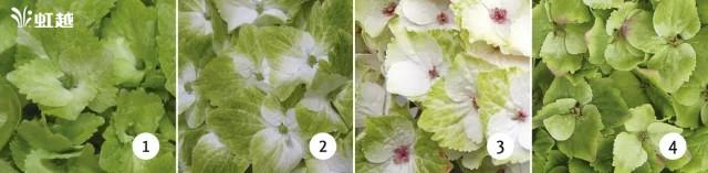 魔幻翡翠知识,哪里的翡翠比较好-第14张图片-翡翠网 魔幻翡翠知识,哪里的翡翠比较好-第14张图片-翡翠网