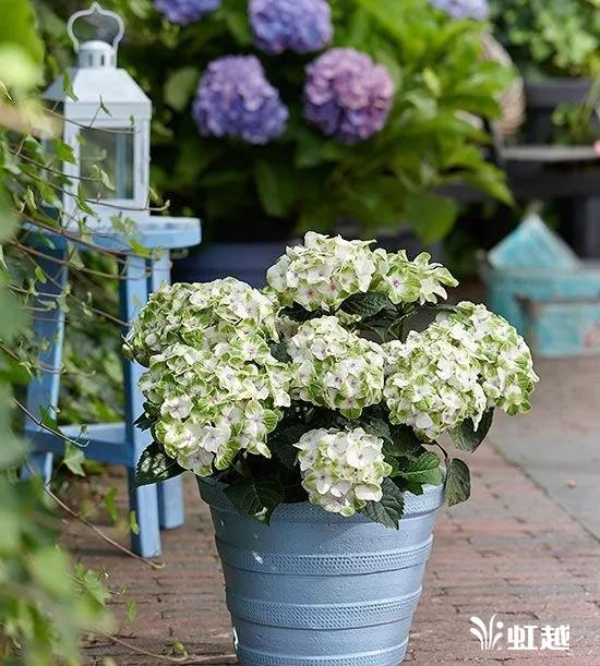 魔幻翡翠知识,哪里的翡翠比较好-第15张图片-翡翠网 魔幻翡翠知识,哪里的翡翠比较好-第15张图片-翡翠网