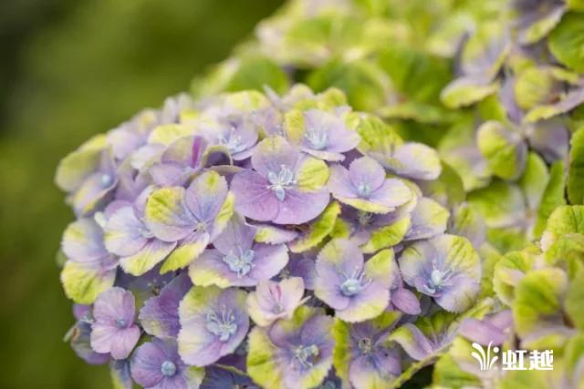 魔幻翡翠知识,哪里的翡翠比较好-第16张图片-翡翠网 魔幻翡翠知识,哪里的翡翠比较好-第16张图片-翡翠网