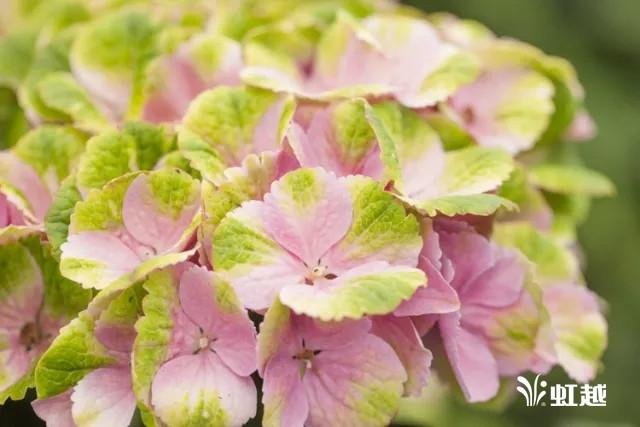 魔幻翡翠知识,哪里的翡翠比较好-第17张图片-翡翠网 魔幻翡翠知识,哪里的翡翠比较好-第17张图片-翡翠网