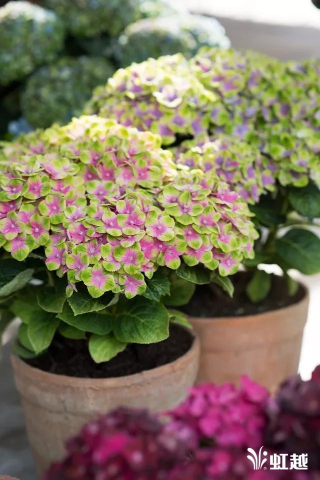 魔幻翡翠知识,哪里的翡翠比较好-第19张图片-翡翠网 魔幻翡翠知识,哪里的翡翠比较好-第19张图片-翡翠网