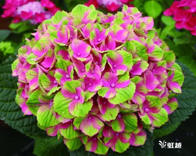 魔幻翡翠知识,哪里的翡翠比较好-第20张图片-翡翠网 魔幻翡翠知识,哪里的翡翠比较好-第20张图片-翡翠网