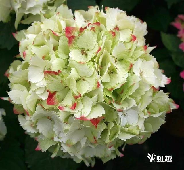 魔幻翡翠知识,哪里的翡翠比较好-第21张图片-翡翠网 魔幻翡翠知识,哪里的翡翠比较好-第21张图片-翡翠网