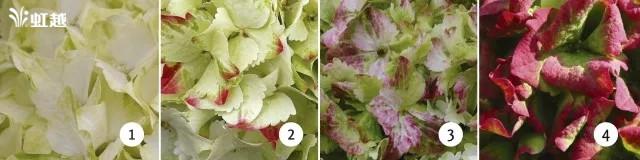 魔幻翡翠知识,哪里的翡翠比较好-第22张图片-翡翠网 魔幻翡翠知识,哪里的翡翠比较好-第22张图片-翡翠网