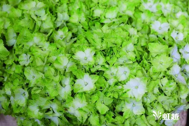 魔幻翡翠知识,哪里的翡翠比较好-第23张图片-翡翠网 魔幻翡翠知识,哪里的翡翠比较好-第23张图片-翡翠网