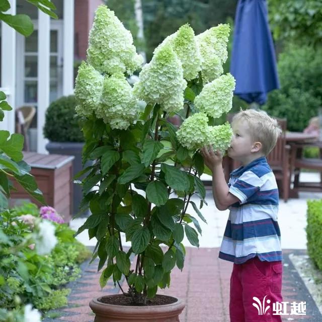 魔幻翡翠知识,哪里的翡翠比较好-第26张图片-翡翠网 魔幻翡翠知识,哪里的翡翠比较好-第26张图片-翡翠网