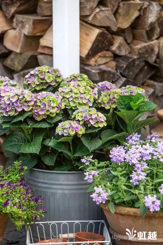 魔幻翡翠知识,哪里的翡翠比较好-第27张图片-翡翠网 魔幻翡翠知识,哪里的翡翠比较好-第27张图片-翡翠网