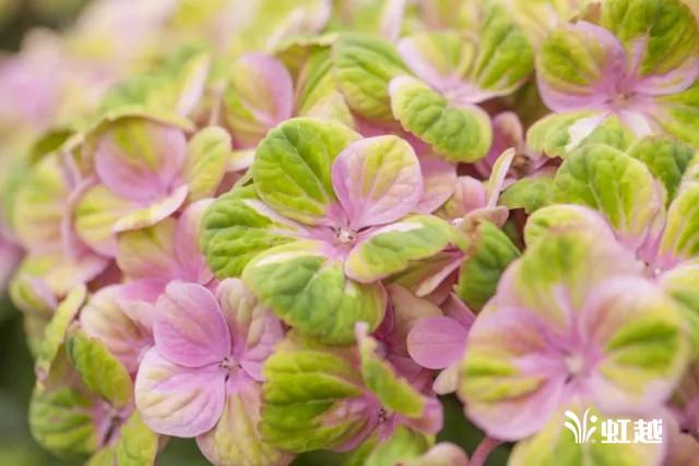 魔幻翡翠知识,哪里的翡翠比较好-第28张图片-翡翠网 魔幻翡翠知识,哪里的翡翠比较好-第28张图片-翡翠网