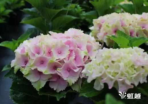 魔幻翡翠知识,哪里的翡翠比较好-第29张图片-翡翠网 魔幻翡翠知识,哪里的翡翠比较好-第29张图片-翡翠网