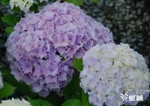 魔幻翡翠知识,哪里的翡翠比较好-第30张图片-翡翠网 魔幻翡翠知识,哪里的翡翠比较好-第30张图片-翡翠网