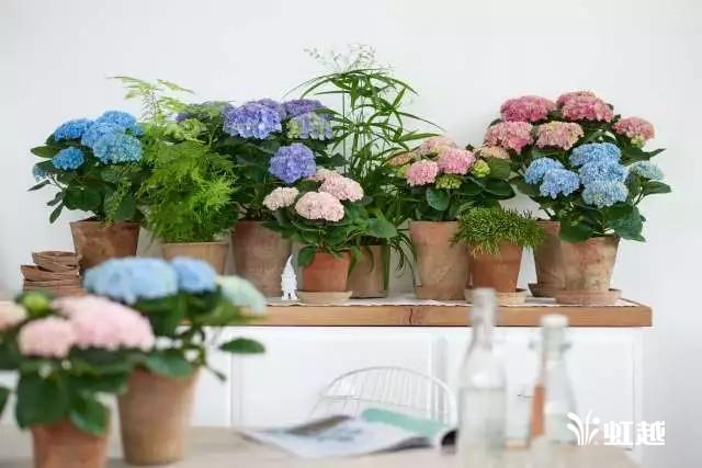 魔幻翡翠知识,哪里的翡翠比较好-第33张图片-翡翠网 魔幻翡翠知识,哪里的翡翠比较好-第33张图片-翡翠网