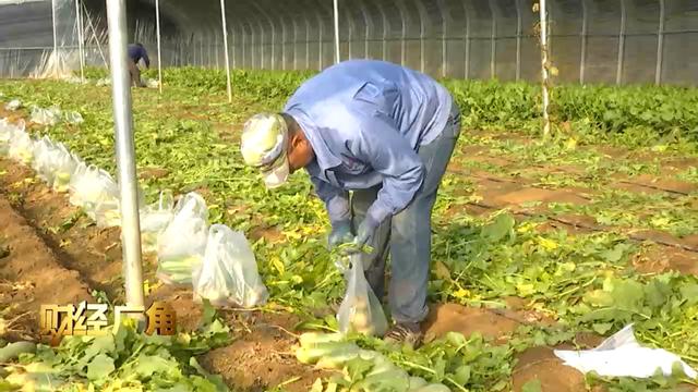 帝王绿翡翠的价格,水果绿翡翠价格-第5张图片-翡翠网 帝王绿翡翠的价格,水果绿翡翠价格-第5张图片-翡翠网