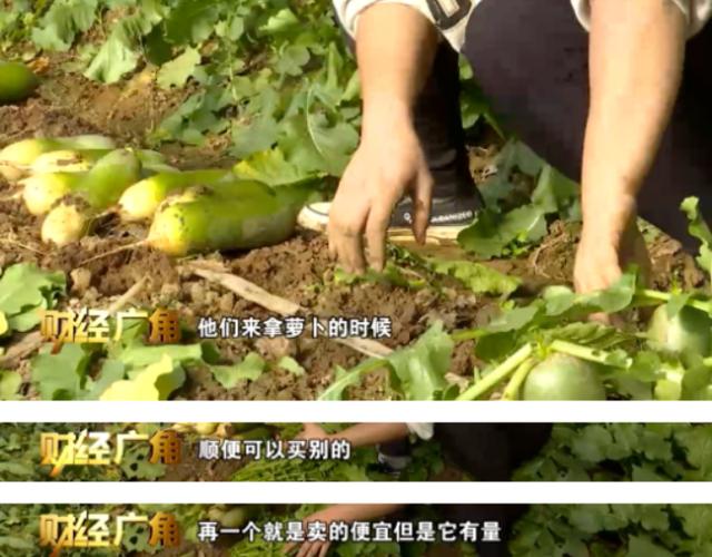 帝王绿翡翠的价格,水果绿翡翠价格-第8张图片-翡翠网 帝王绿翡翠的价格,水果绿翡翠价格-第8张图片-翡翠网