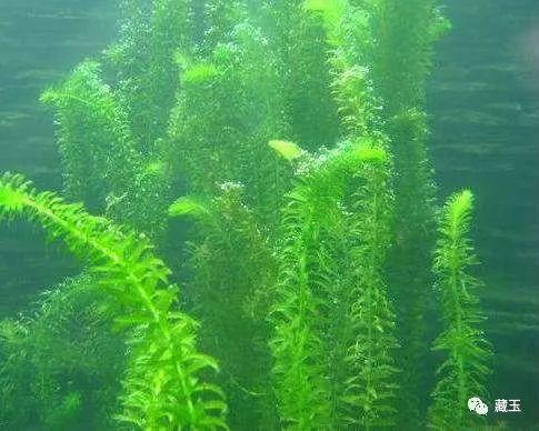 如何鉴别翡翠原石籽料的简单介绍-第4张图片-翡翠网 如何鉴别翡翠原石籽料的简单介绍-第4张图片-翡翠网