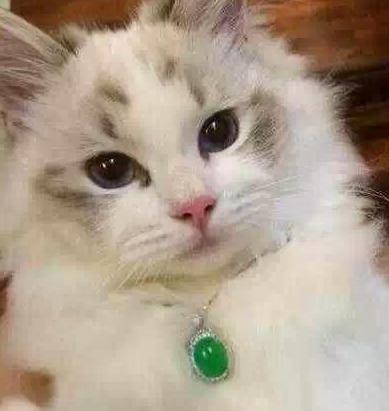 老坑玻璃种翡翠原石详解500元料切出天价翡翠-第1张图片-翡翠网 老坑玻璃种翡翠原石详解500元料切出天价翡翠-第1张图片-翡翠网