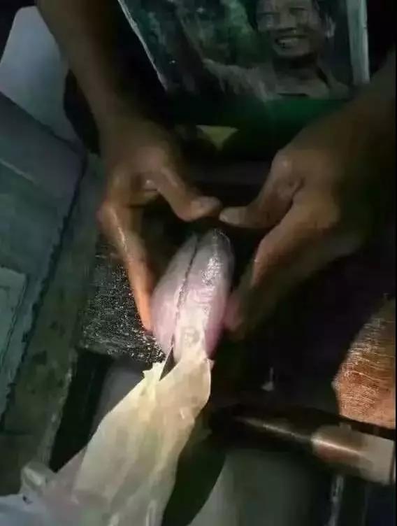 天空蓝鸽子蛋翡翠,翡翠鸽子蛋原石-第2张图片-翡翠网 天空蓝鸽子蛋翡翠,翡翠鸽子蛋原石-第2张图片-翡翠网