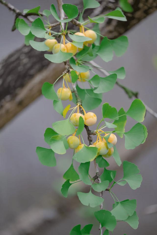 果绿翡翠戒面是怎么样的翡翠果价格-第1张图片-翡翠网 果绿翡翠戒面是怎么样的翡翠果价格-第1张图片-翡翠网