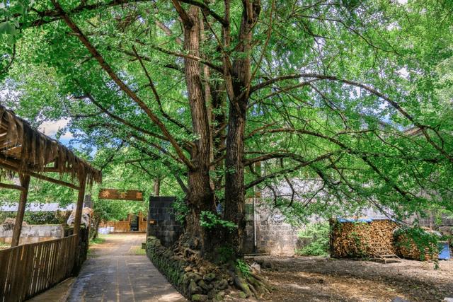 果绿翡翠戒面是怎么样的翡翠果价格-第5张图片-翡翠网 果绿翡翠戒面是怎么样的翡翠果价格-第5张图片-翡翠网