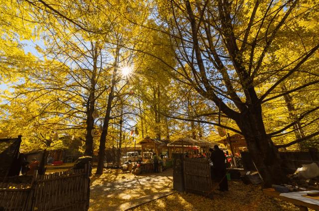 果绿翡翠戒面是怎么样的翡翠果价格-第7张图片-翡翠网 果绿翡翠戒面是怎么样的翡翠果价格-第7张图片-翡翠网