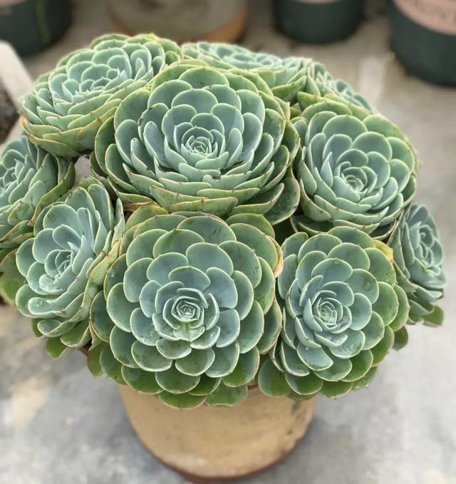 真正蚕丝被的价格,蚕丝被鉴别翡翠知识-第3张图片-翡翠网 真正蚕丝被的价格,蚕丝被鉴别翡翠知识-第3张图片-翡翠网