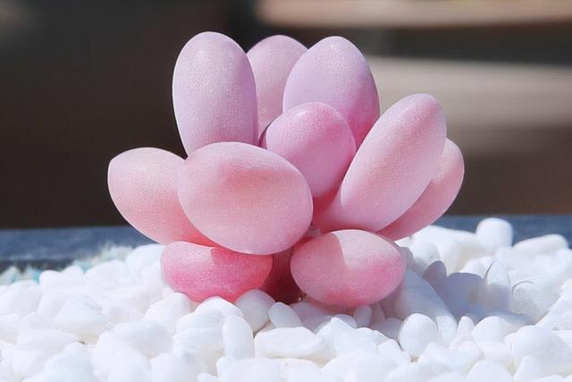 真正蚕丝被的价格,蚕丝被鉴别翡翠知识-第4张图片-翡翠网 真正蚕丝被的价格,蚕丝被鉴别翡翠知识-第4张图片-翡翠网