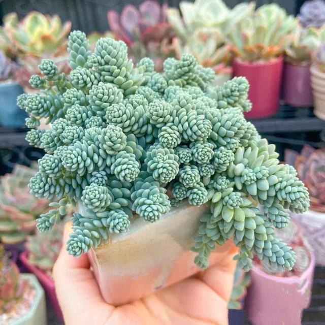 真正蚕丝被的价格,蚕丝被鉴别翡翠知识-第5张图片-翡翠网 真正蚕丝被的价格,蚕丝被鉴别翡翠知识-第5张图片-翡翠网