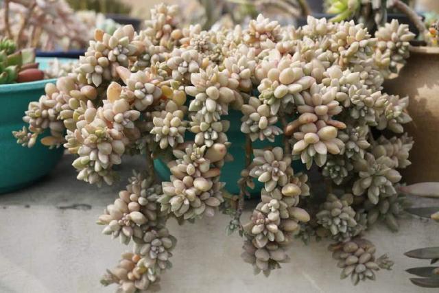 真正蚕丝被的价格,蚕丝被鉴别翡翠知识-第6张图片-翡翠网 真正蚕丝被的价格,蚕丝被鉴别翡翠知识-第6张图片-翡翠网