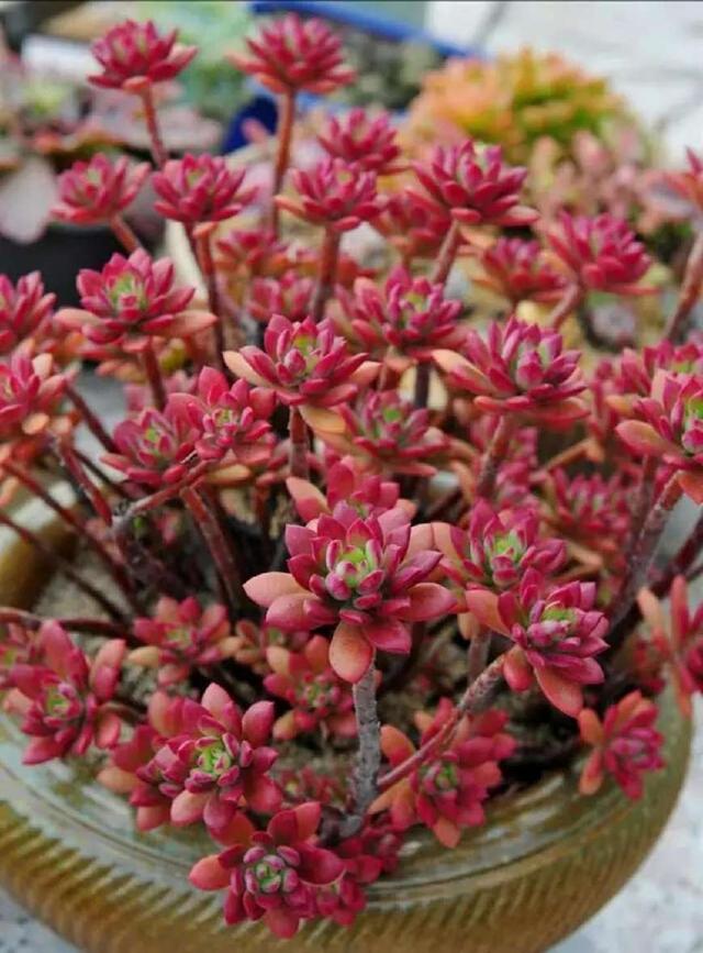 真正蚕丝被的价格,蚕丝被鉴别翡翠知识-第7张图片-翡翠网 真正蚕丝被的价格,蚕丝被鉴别翡翠知识-第7张图片-翡翠网