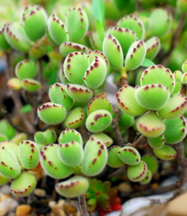 真正蚕丝被的价格,蚕丝被鉴别翡翠知识-第8张图片-翡翠网 真正蚕丝被的价格,蚕丝被鉴别翡翠知识-第8张图片-翡翠网