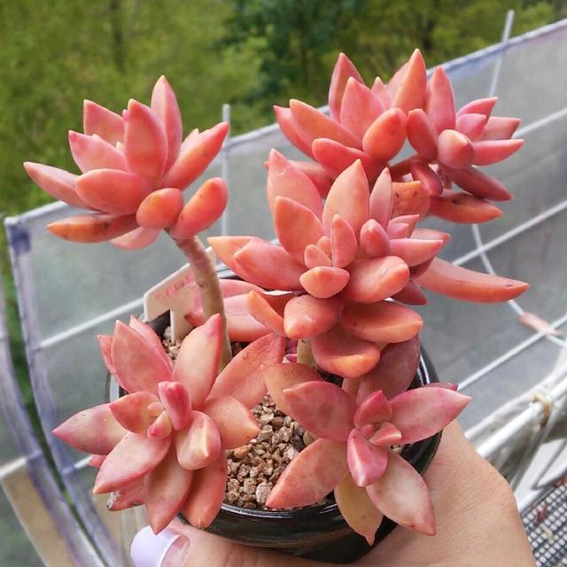 真正蚕丝被的价格,蚕丝被鉴别翡翠知识-第9张图片-翡翠网 真正蚕丝被的价格,蚕丝被鉴别翡翠知识-第9张图片-翡翠网