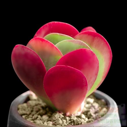 真正蚕丝被的价格,蚕丝被鉴别翡翠知识-第10张图片-翡翠网 真正蚕丝被的价格,蚕丝被鉴别翡翠知识-第10张图片-翡翠网