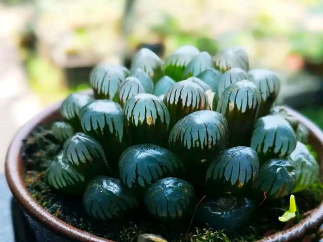 真正蚕丝被的价格,蚕丝被鉴别翡翠知识-第11张图片-翡翠网 真正蚕丝被的价格,蚕丝被鉴别翡翠知识-第11张图片-翡翠网