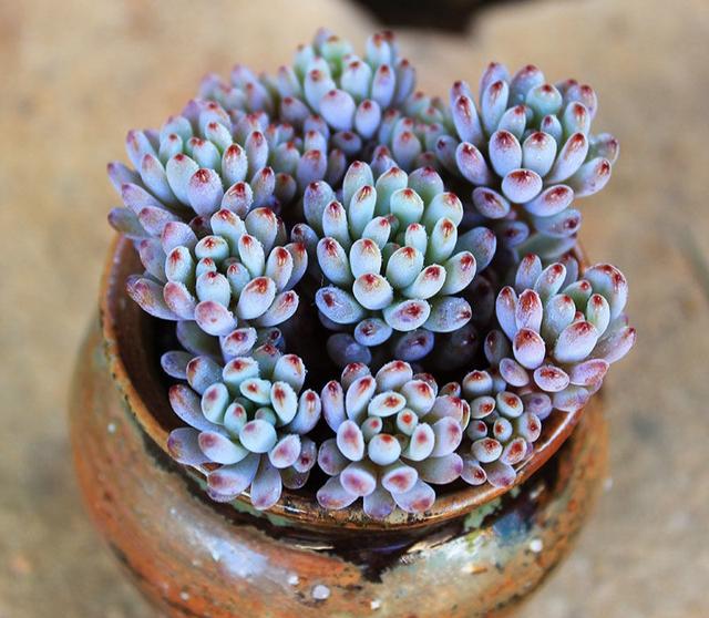 真正蚕丝被的价格,蚕丝被鉴别翡翠知识-第12张图片-翡翠网 真正蚕丝被的价格,蚕丝被鉴别翡翠知识-第12张图片-翡翠网