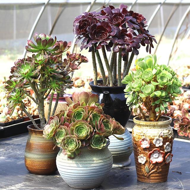 真正蚕丝被的价格,蚕丝被鉴别翡翠知识-第13张图片-翡翠网 真正蚕丝被的价格,蚕丝被鉴别翡翠知识-第13张图片-翡翠网