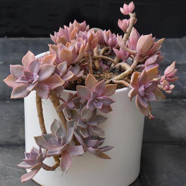 真正蚕丝被的价格,蚕丝被鉴别翡翠知识-第14张图片-翡翠网 真正蚕丝被的价格,蚕丝被鉴别翡翠知识-第14张图片-翡翠网