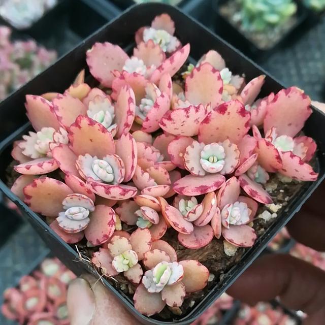 真正蚕丝被的价格,蚕丝被鉴别翡翠知识-第15张图片-翡翠网 真正蚕丝被的价格,蚕丝被鉴别翡翠知识-第15张图片-翡翠网