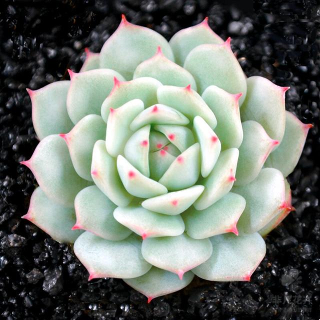 真正蚕丝被的价格,蚕丝被鉴别翡翠知识-第16张图片-翡翠网 真正蚕丝被的价格,蚕丝被鉴别翡翠知识-第16张图片-翡翠网