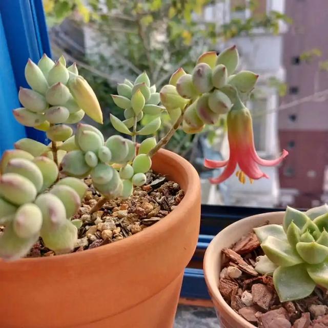 真正蚕丝被的价格,蚕丝被鉴别翡翠知识-第17张图片-翡翠网 真正蚕丝被的价格,蚕丝被鉴别翡翠知识-第17张图片-翡翠网