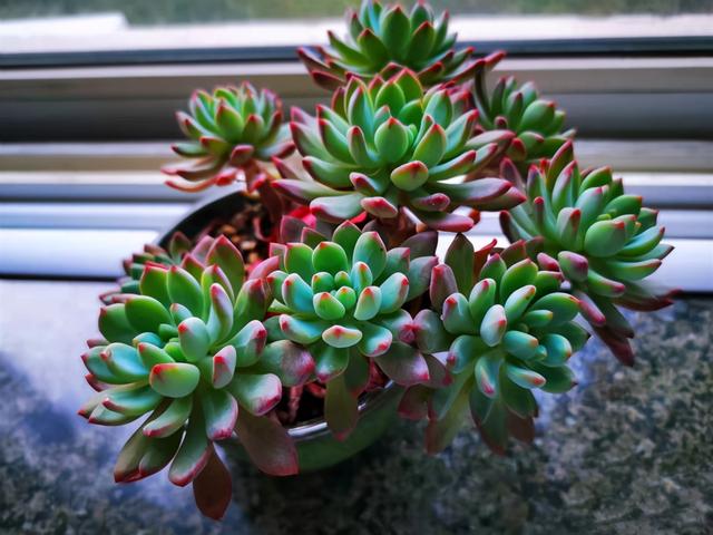 真正蚕丝被的价格,蚕丝被鉴别翡翠知识-第18张图片-翡翠网 真正蚕丝被的价格,蚕丝被鉴别翡翠知识-第18张图片-翡翠网