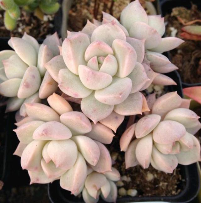 真正蚕丝被的价格,蚕丝被鉴别翡翠知识-第19张图片-翡翠网 真正蚕丝被的价格,蚕丝被鉴别翡翠知识-第19张图片-翡翠网