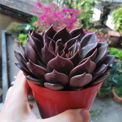 真正蚕丝被的价格,蚕丝被鉴别翡翠知识-第20张图片-翡翠网 真正蚕丝被的价格,蚕丝被鉴别翡翠知识-第20张图片-翡翠网