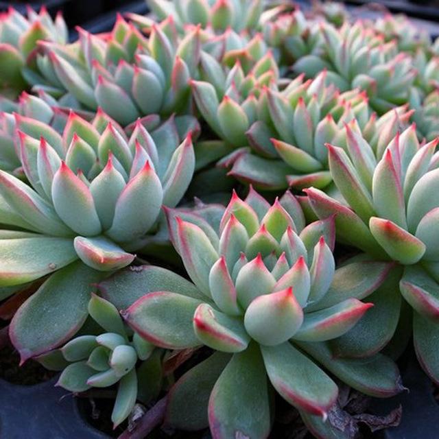 真正蚕丝被的价格,蚕丝被鉴别翡翠知识-第21张图片-翡翠网 真正蚕丝被的价格,蚕丝被鉴别翡翠知识-第21张图片-翡翠网