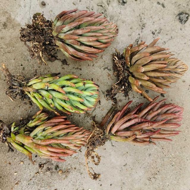 真正蚕丝被的价格,蚕丝被鉴别翡翠知识-第23张图片-翡翠网 真正蚕丝被的价格,蚕丝被鉴别翡翠知识-第23张图片-翡翠网