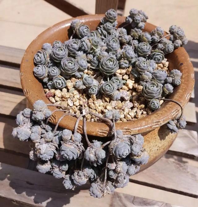 真正蚕丝被的价格,蚕丝被鉴别翡翠知识-第24张图片-翡翠网 真正蚕丝被的价格,蚕丝被鉴别翡翠知识-第24张图片-翡翠网