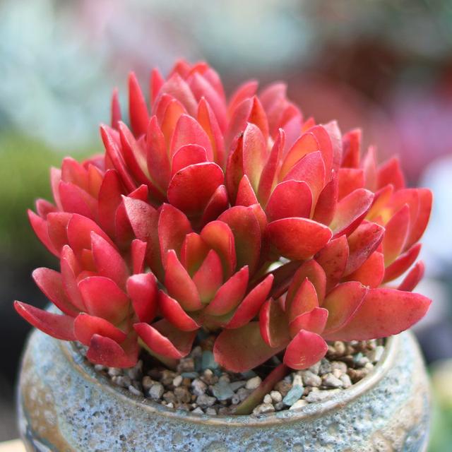 真正蚕丝被的价格,蚕丝被鉴别翡翠知识-第26张图片-翡翠网 真正蚕丝被的价格,蚕丝被鉴别翡翠知识-第26张图片-翡翠网