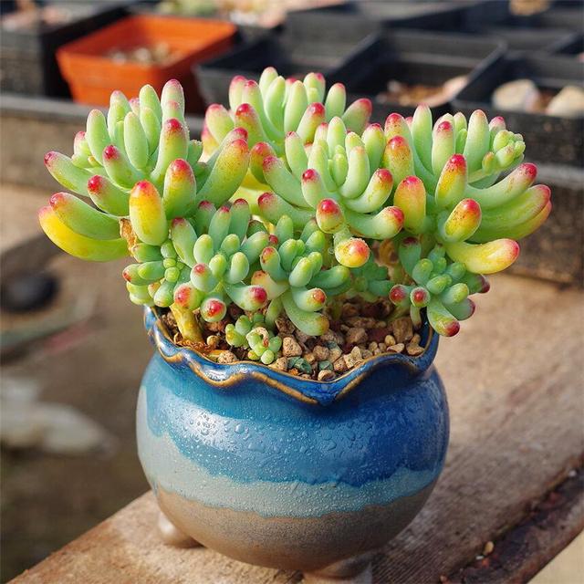 真正蚕丝被的价格,蚕丝被鉴别翡翠知识-第27张图片-翡翠网 真正蚕丝被的价格,蚕丝被鉴别翡翠知识-第27张图片-翡翠网